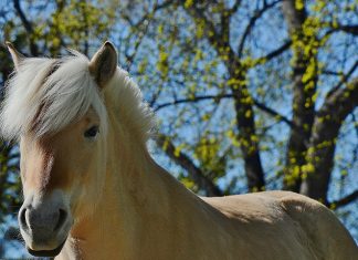 Witaminy i suplementy dla koni – które warto stosować