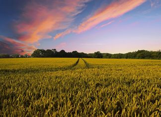 Co ma znaczenie przy wybieraniu zapraw do zbóż