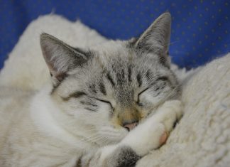 Dla kogo gadżety z kotami?