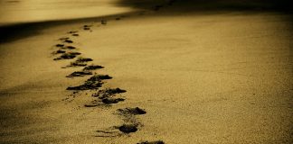 Popularność Krakowa