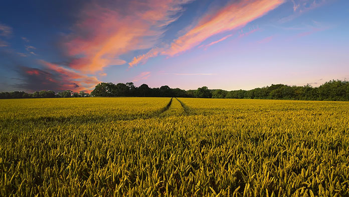 Co ma znaczenie przy wybieraniu zapraw do zbóż