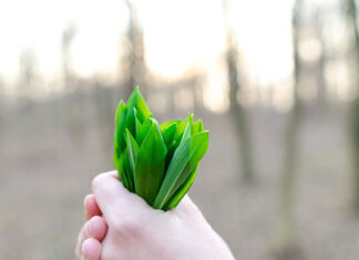 Czy kudzu to remedium na schorzenia XXI wieku