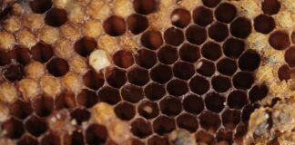 Czy ZigBee jest bezpieczne?