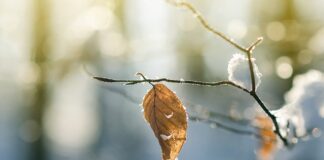 Po co opuszczać deskę sedesową?