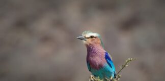 Jak samemu zrobić wałek dekoracyjny?