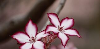 Co robić jak w kwiatach jest mech?