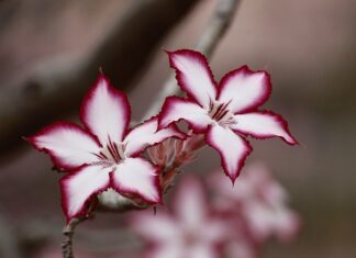 Co robić jak w kwiatach jest mech?