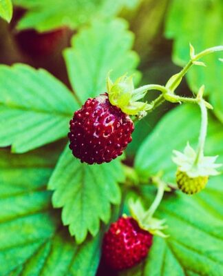 Czy każdy człowiek ma tasiemca? Czy każdy człowiek ma tasiemca?