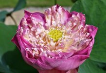 Co można uprawiać w szklarni zima?