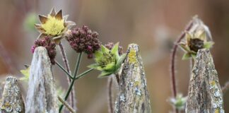 Jaka moc lampy do ogrodu?