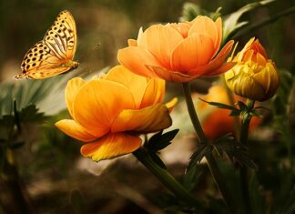 Jaka Ściągaczka do mycia okien?