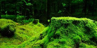 Jak Przykleić mech do ramki?