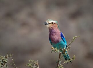 Czym zastąpić wałek do malowania?