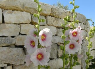 Ile kosztuje założenie szklarni?
