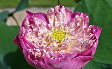 Jak zbudować szklarnie z folii?