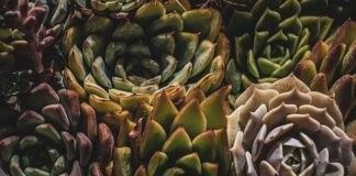 Do czego Mini szklarnia?