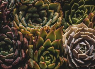 Do czego Mini szklarnia?