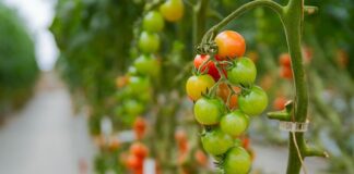 Gdzie ustawić mini szklarnie?