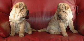 Ile kosztuje montaż Szynoprzewodu?