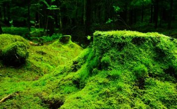 Na czym przykleić mech chrobotek?