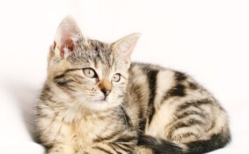Czy można jechać bez paska wielorowkowego?