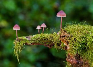 Jakie są rodzaje moskitier?