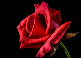 Co oznacza czerwona lampka w Mopie Vileda?