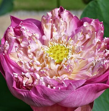 Na co zwrócić uwagę przy zakupie szklarni?