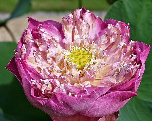 Na co zwrócić uwagę przy zakupie szklarni?