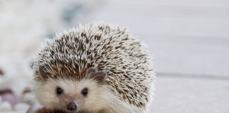 Jakie kołki do schodów?