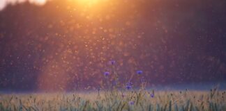 Co odstrasza komary na tarasie?