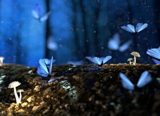 Jak zabezpieczyć okna przed owadami?