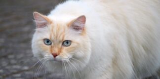 Czym zamiatać sierść?