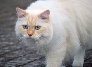 Czym zamiatać sierść?