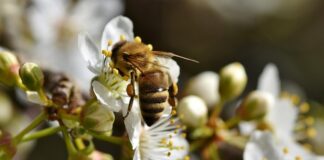 Czy wolno zbierać mech?