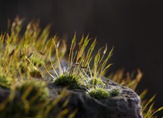 Jakie mchy występują w Polsce?