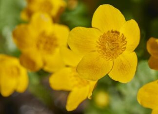 Ile lat gwarancji na Karcher?