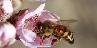 Co lepsze ZigBee czy Z-Wave?