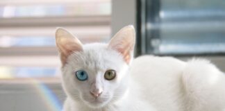 Na czym polega łap Dance?