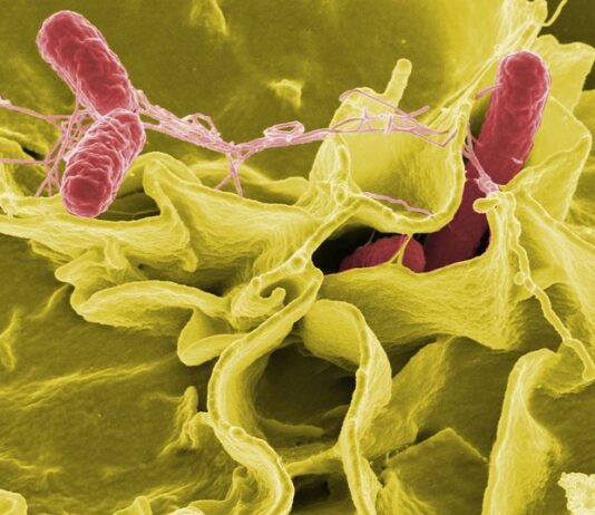 Skąd się bierze salmonella w jajkach?