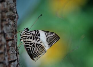 Jak się czyta mozaika?