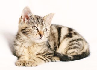 Ile można jechać bez paska klinowego?