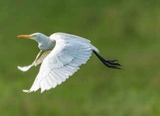 Jak zabezpieczyć okna przed muchami?