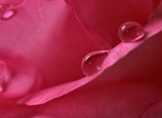 Jak zwiększyć wilgotność powietrza w szklarni?