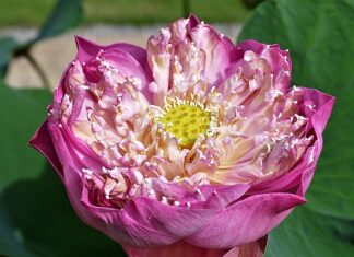 Co do małej szklarni?