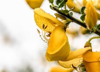Z czego robi się miotły?
