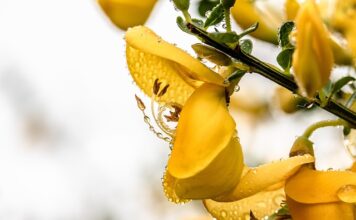 Z czego robi się miotły? Z czego robi się miotły?