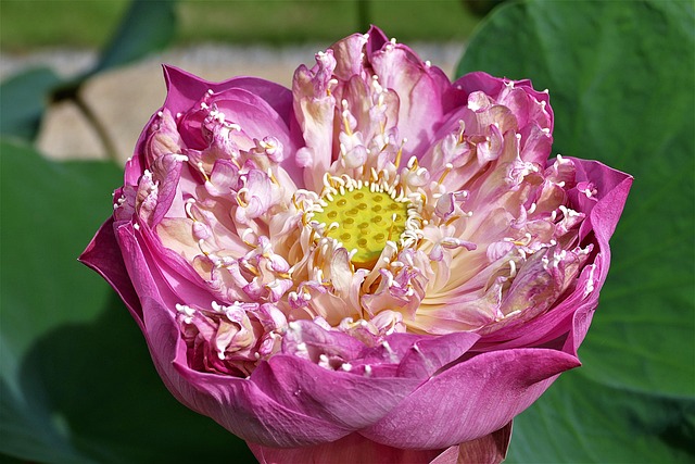 Jak założyć szklarnie na balkonie? Jak założyć szklarnie na balkonie?