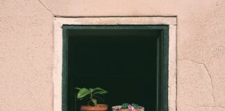 Jak często podlewać mech?