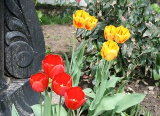 Ile za metr cokołu?